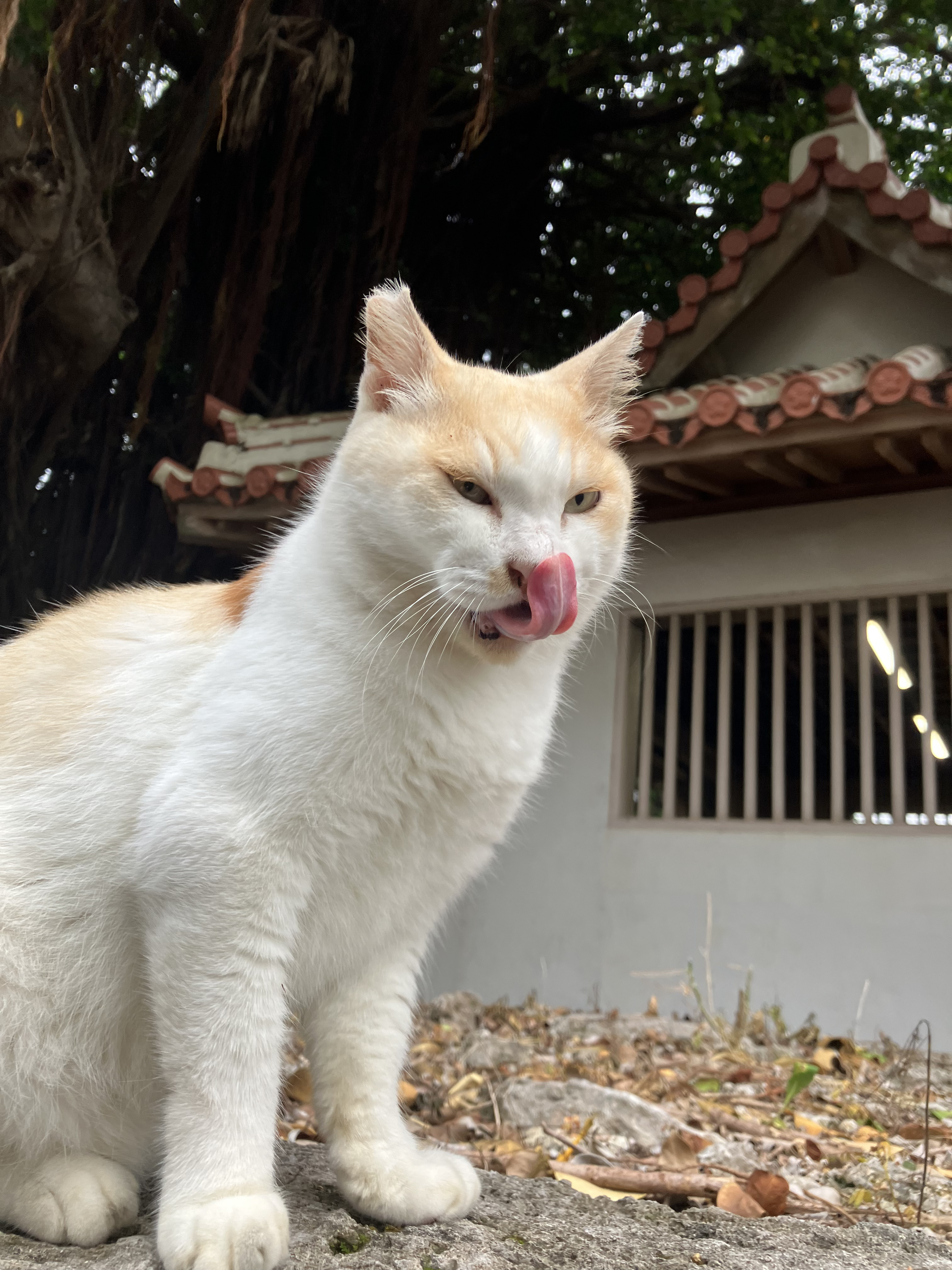 写真：利用者様